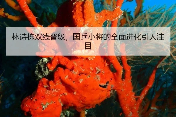 林诗栋双线晋级，国乒小将的全面进化引人注目